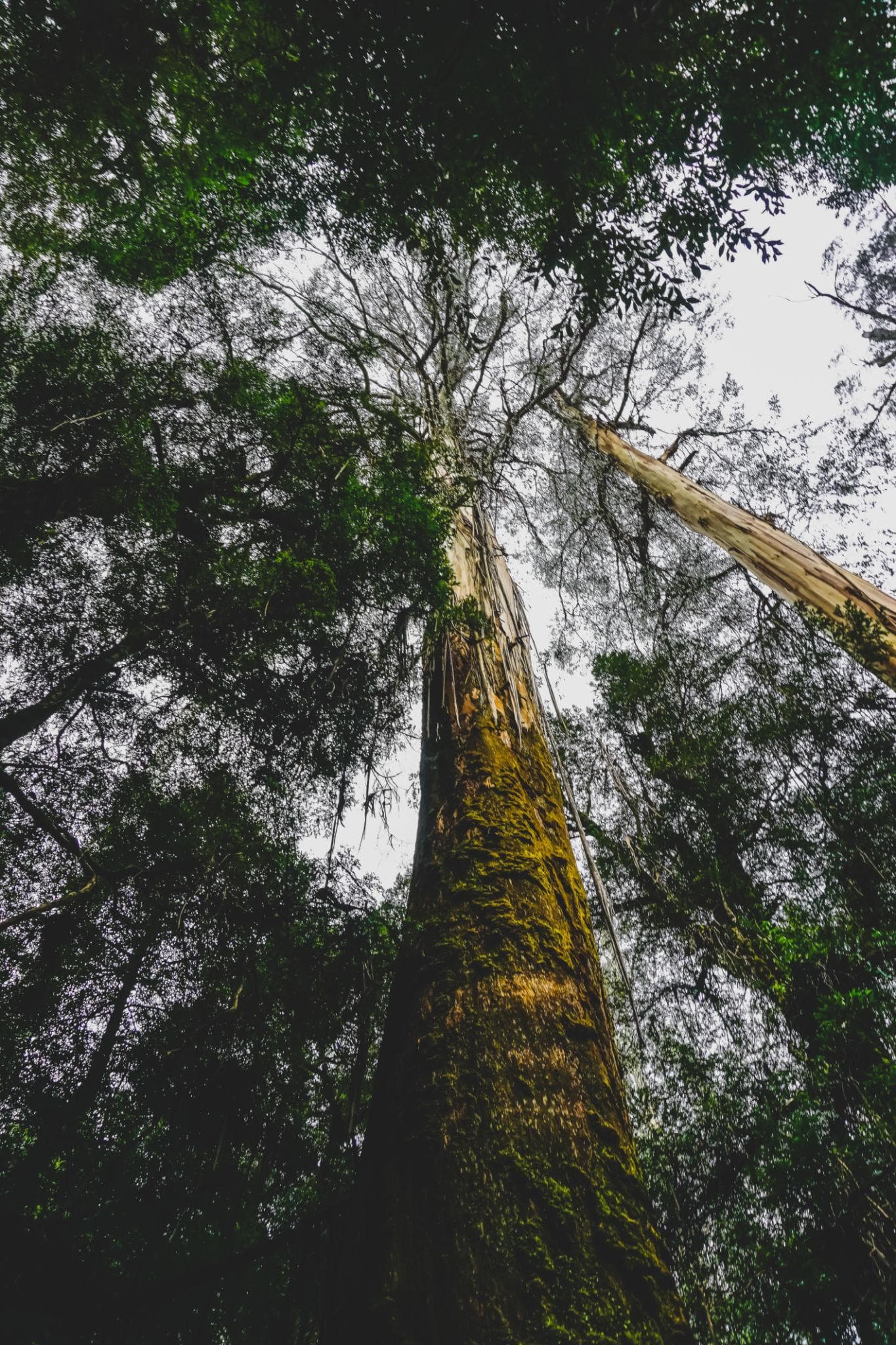 Looking up the moss-covered trunk of a giant tree in North Queensland rainforest